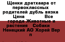 Щенки дратхаара от первоклассных  родителей(дубль вязка) › Цена ­ 22 000 - Все города Животные и растения » Собаки   . Ненецкий АО,Хорей-Вер п.
